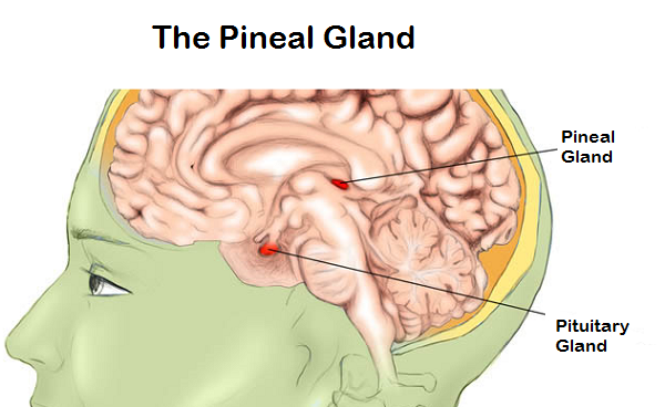 Pineal Gland: What It Is, Function & Disorders